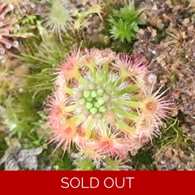 Drosera allantostigma x leucoblasta, 10+ gemmae